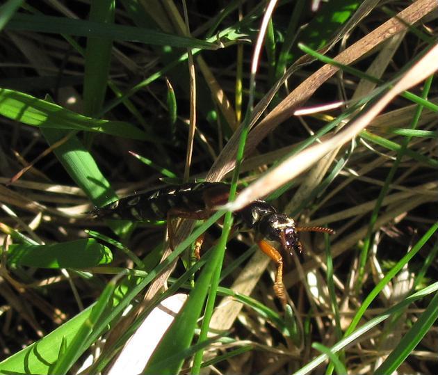 Staphylinus caesareus, Staphylinidae